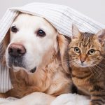 comparateur assurances animaux