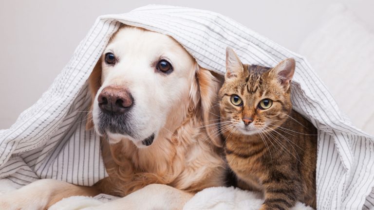 comparateur assurances animaux