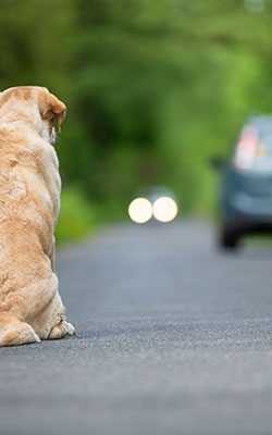 Assurance Animaux :
Alternatives à l’abandon d’animaux