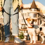 Visuel blog MG - faire garder vos animaux pendant les vacances