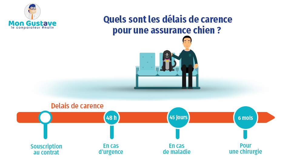 Quels sont les délais de carence pour une assurance chien ?