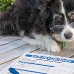 assurance-animaux-rapide-Mon-Gustave