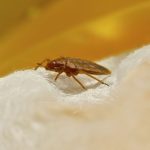 punaises de lit et assurance habitation