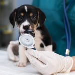 Raisons pour assurer son animal de compagnie : Guide complet pour bien choisir