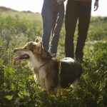 Comment assurer la santé de son animal durant le printemps ?