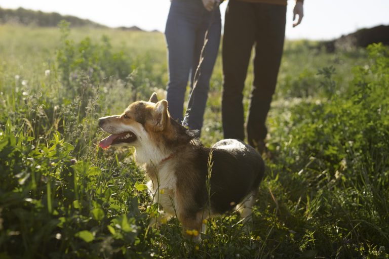 Comment assurer la santé de son animal durant le printemps ?