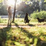 Comment protéger son chien et son chat de la canicule ?