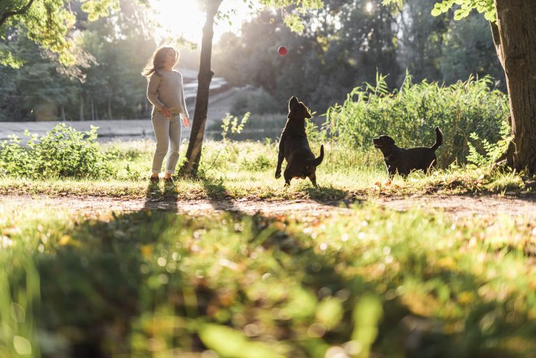 Comment protéger son chien et son chat de la canicule ?