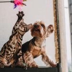 Taxe sur les chiens et les chats