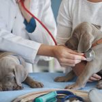 quelle est la meilleure assurance animaux ?