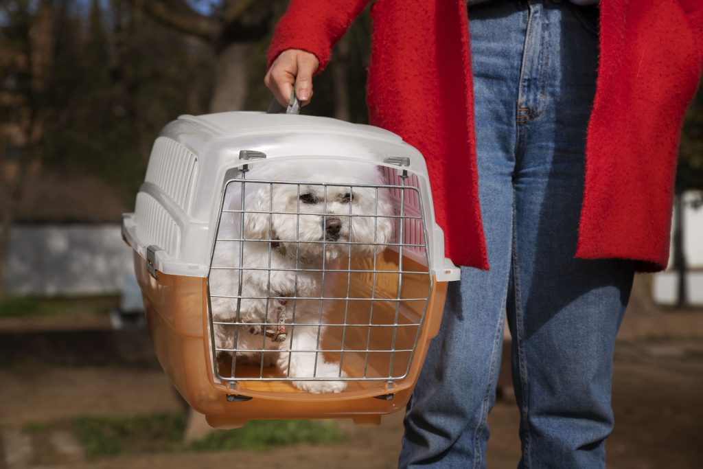 quelles sont les races de chiens les plus volées