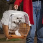 quelles sont les races de chiens les plus volées