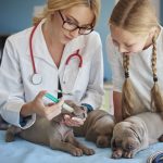 assurance chien tarif