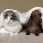 Allergie saisonnière : chiens et chats aussi à risque !