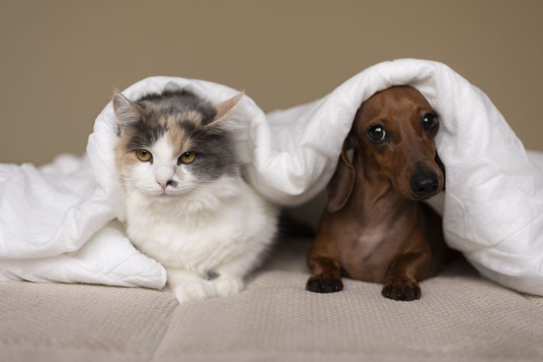 Allergie saisonnière : chiens et chats aussi à risque !