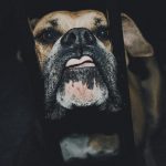 Faut-il euthanasier un chien qui a mordu ?