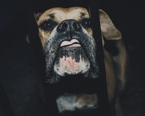 Faut-il euthanasier un chien qui a mordu ?