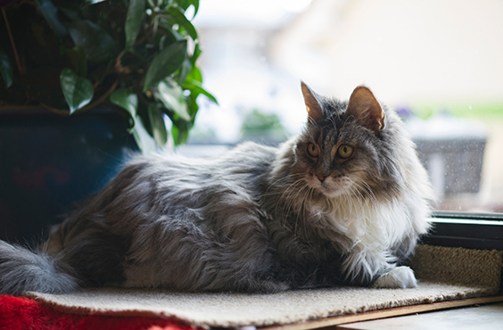 chat âgé