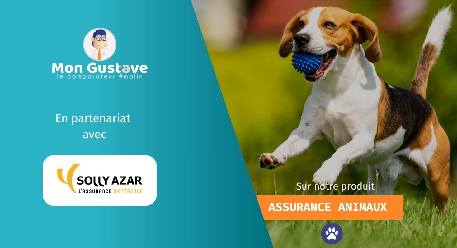 Mon Gustave s'associe avec Solly Azar pour l'assurance animaux Mon Gustave s'associe avec Solly Azar pour l'assurance animaux