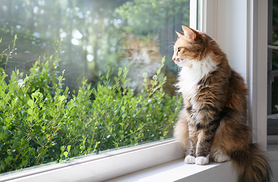 chat d'intérieur