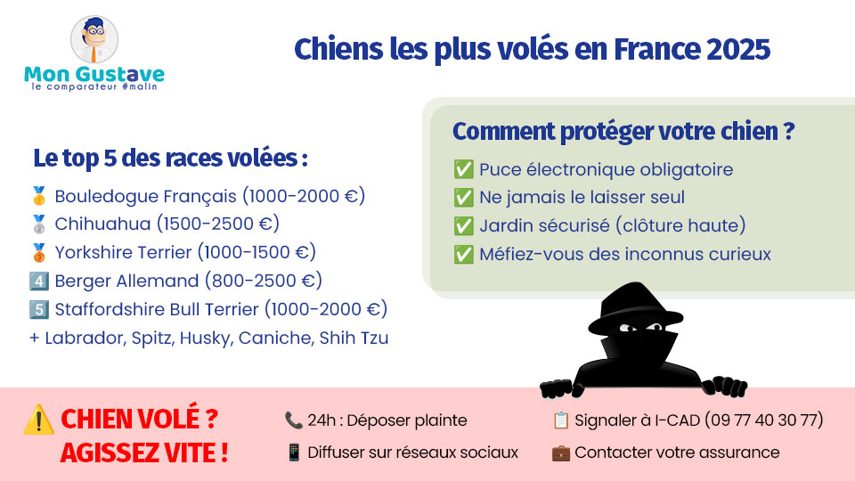 quelles sont les races de chiens les plus volées