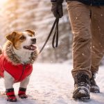 Protéger les animaux domestiques du froid : chien promené par son maître en hiver sur un chemin enneigé, équipé d’un manteau pour le protéger des basses températures