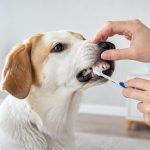 Brossage des dents d’un chien pour prévenir la mauvaise haleine
